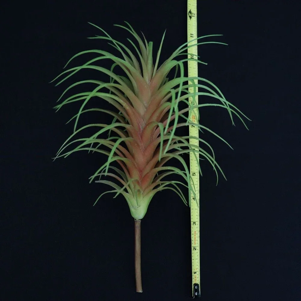 Lot of 5 - Tillandsia Air Plant Picks 7